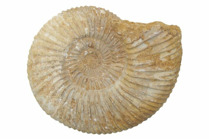 Jurassic Ammonite (Perisphinctes) Fossil - Madagascar #218874